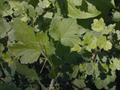 Currant / Goosberry